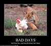 funny-animal-pictures-having-a-bad-day-5.jpg