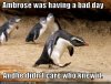 LOLCritterPenguinBadDay.jpg