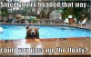 LOLCritterBearInPoolNeedsFloat.jpg