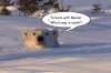 snow bear .jpg