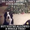 dog-xmas-tree.jpg