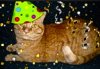 birthday_party_orange_tabby_cat_coffee_tray.jpg