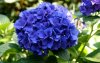 hydrangea flower arrangments in dark purple color.JPG