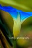 blue-morning-glory2 2.jpg