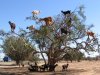 tree-dwelling-goats.jpg