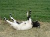 Fainting_goat.jpg