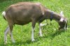 goats-toggenburg-pasture-.jpg