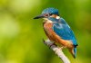 turning_blue_by_the_shores_of_freedom___kingfisher_by_jamie_macarthur-d5p7e9d.jpg