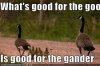 goose.jpg