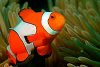 clownfish.jpg