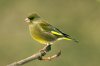 green-finch-lodozo.com.jpg