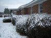 snowcoveredbushes2.jpg