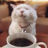 coffee-cat.jpg