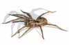 Wolf_spider_white_bg.jpg