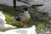 Goosander.jpg