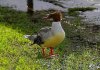 Goosander3-1.jpg