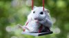 mouse swing.jpg