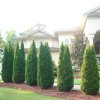 Emerald_Green_THuja_350_THUMB.jpg