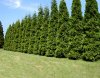 Thuja_Green_Giant_450_MAIN.jpg