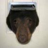 bear-door.jpg