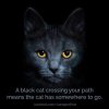 black-cat.jpg