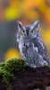 Owl-7fc7a48c-cee4-37c5-90be-26fa5a065cf4.jpg