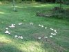 fairy_ring_0004.jpg