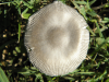 mushroom 2.png