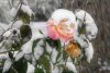 Rose snow .jpg