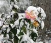 Rose snow 1.jpg