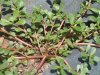 purslane-omega-3.jpg