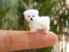 Tiny White Dog - Copy.jpg