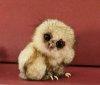 Baby Owl - Copy.jpeg