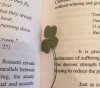 4leafclover book.jpg