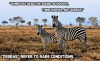 medical-students-are-taught-horses-not-zebras-2.png