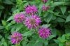 purple-bee-balm-400x266.jpg