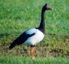 Magpie goose Anseranas semipalmata.jpg