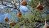 weaver-bird-nests-img_6552c2a9maria-de-bruynres.jpg