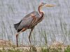 Purple Heron, Riet Vell, 21-May-13 (2) L.JPG