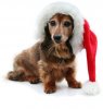 dachshund_christmas_by_allanimals3-d340sq5.jpg