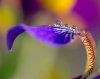 amazing_purple_flowers_photography11.jpg