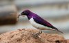 Violet-backed-Starling-chris-kroga-950x600.jpg