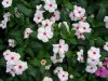 Vinca-Cora-Cascade-Peach-Blush.jpg