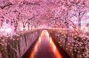 13.-Sakura-Tunnel-Japan-20-Magical-Tree-Tunnels-You-Should-Definitely-Take-A-Walk-Through.jpg