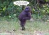 Gorilla funny _LI.jpg