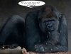 Gorilla funny 1.jpg