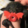 baby-bat.jpg