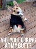 Pembroke Welsh Corgi.jpeg