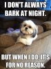 He doesn't just bark at night he barks at every….jpeg