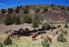 wilson_ranches_retreat_cattle_drive_-_photo_credit_thomas_boyd.jpg